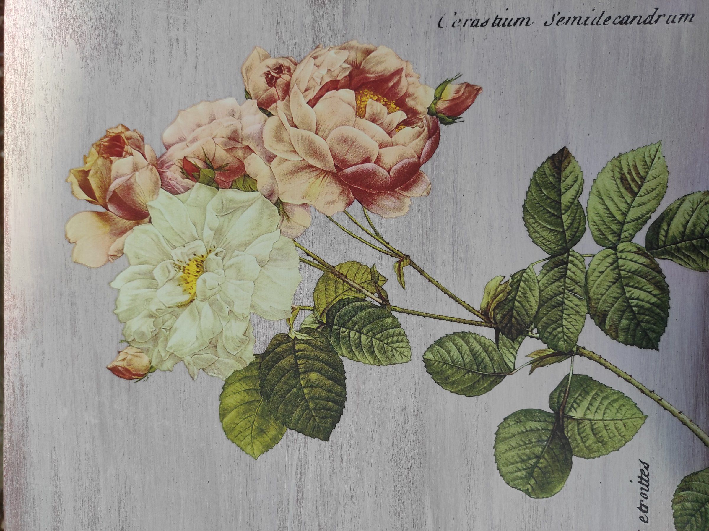 Rose rosa e avorio con foglie verdi sul piano bianco anticato